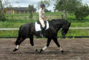 Blackie_Flat_1.JPG