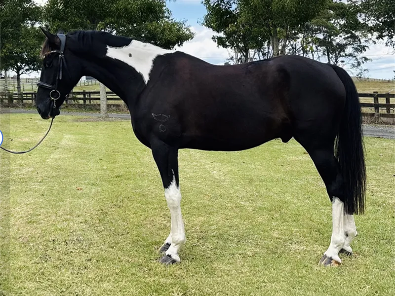horse retraining specialists in auckland new zealand