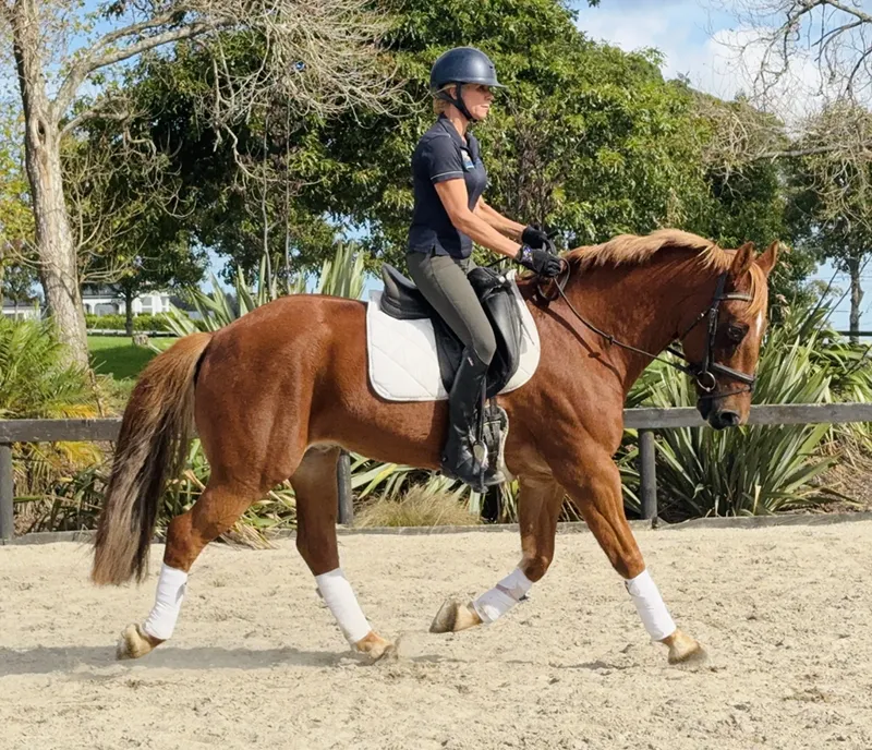 Horse being professionally presented for sale through Brookby Heights