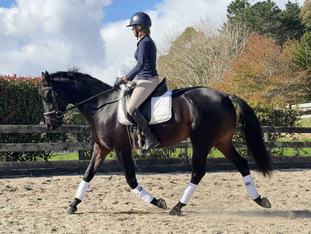 problem horse training experts