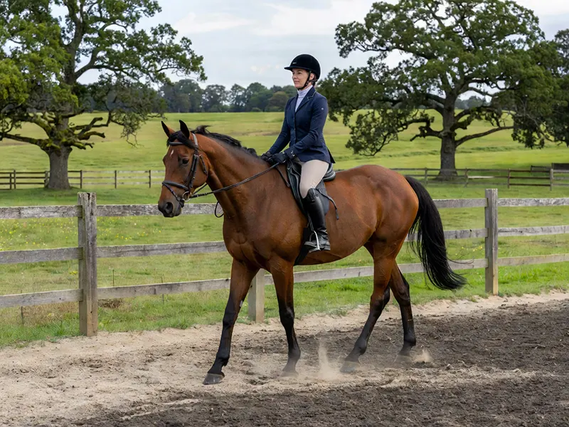 horse gradually returning to ridden exercise after time away