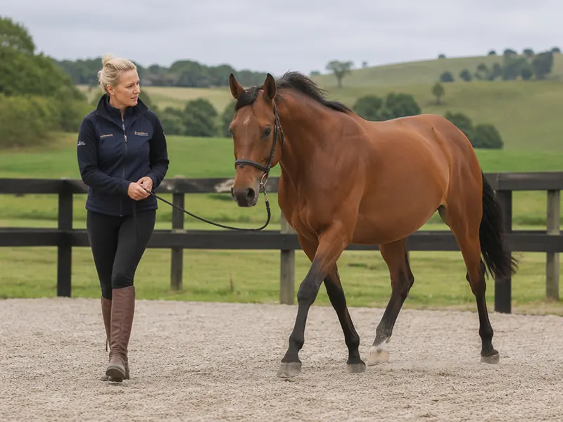individual monitoring during equine rehabilitation at brookby heights