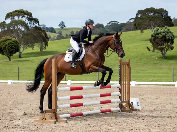 sport horse dressage and jumping schooling at brookby heights