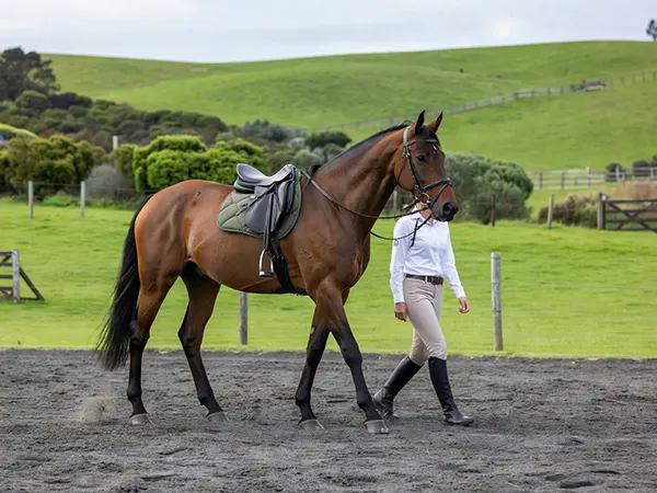 sport horse rehabilitation and return to work at brookby heights