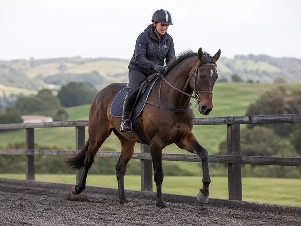 thoroughbred fitness and conditioning programme south auckland