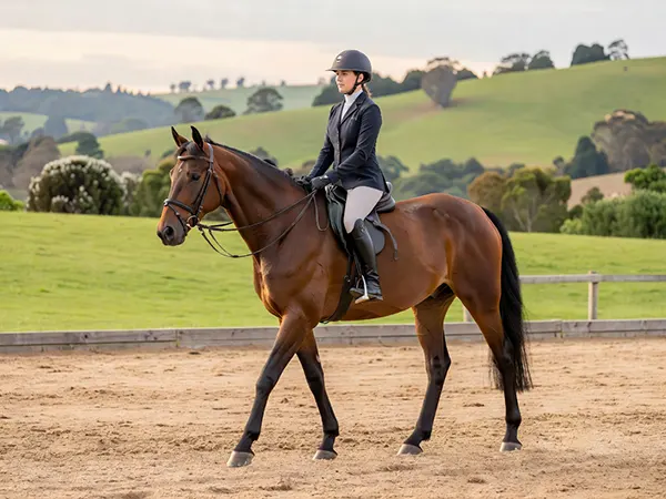 warmblood early education and starting under saddle at brookby heights