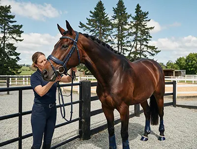 warmblood mouthing and bit selection at brookby heights