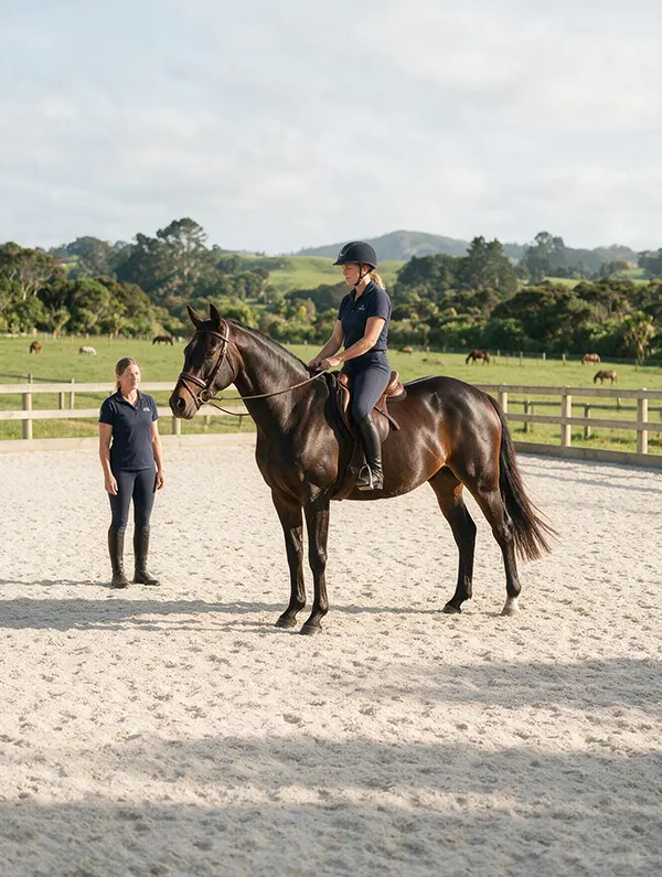 young warmblood progressing from groundwork to starting under saddle